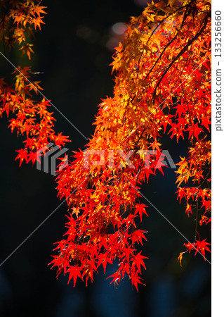 秋葉上色紅色 秋葉上色紅色 133256660