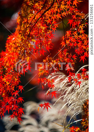 鮮紅的秋葉和銀色的草 鮮紅的秋葉和銀色的草 133256661