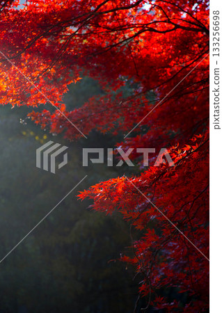 misty autumn leaves misty autumn leaves 133256698