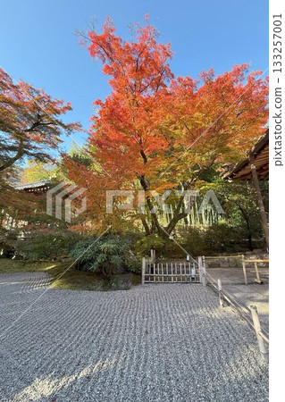京都著名的賞楓勝地：天龍寺法閣 133257001