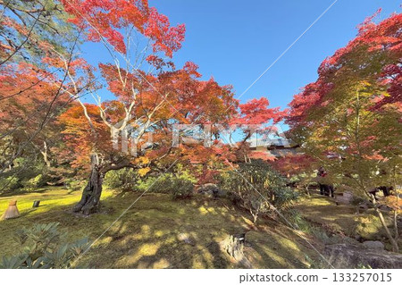 Kyoto's famous autumn foliage spot: Tenryuji Temple Hogonin Kyoto's famous autumn foliage spot: Tenryuji Temple Hogonin 133257015