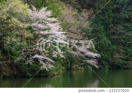 Lake Kamokita in spring 133257020
