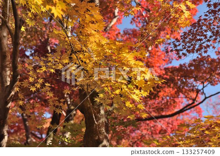 Kyoto's famous autumn foliage spot: Tenryuji Temple Hogonin Kyoto's famous autumn foliage spot: Tenryuji Temple Hogonin 133257409