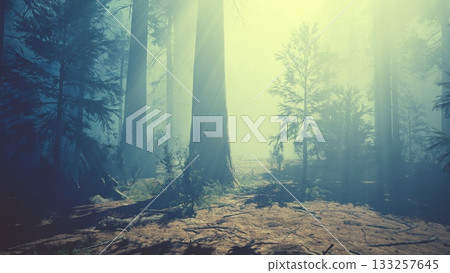 A serene forest landscape emerges with tall, majestic trees surrounded by a gentle mist. Sunlight softly illuminates the area, creating a tranquil atmosphere in nature. 133257645