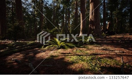 Sunlight filters through the tall trees, casting soft shadows on the forest floor. Lush ferns blanket the ground, creating a serene atmosphere in this tranquil woodland. 133257647