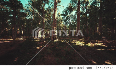 Sunlight filters through tall trees in a lush forest. The ground is covered in green vegetation, creating a peaceful and serene atmosphere. This tranquil setting invites exploration and reflection. Sunlight filters through tall trees in a lush forest. The ground is covered in green vegetation, creating a peaceful and serene atmosphere. This tranquil setting invites exploration and reflection. 133257648