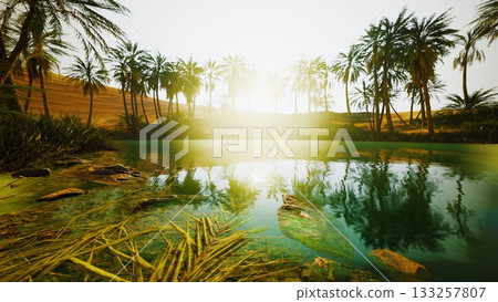Golden sunlight filters through tall palm trees, reflecting on a serene oasis. The lush greenery contrasts with the surrounding sandy dunes, creating a peaceful desert escape at dawn. Golden sunlight filters through tall palm trees, reflecting on a serene oasis. The lush greenery contrasts with the surrounding sandy dunes, creating a peaceful desert escape at dawn. 133257807