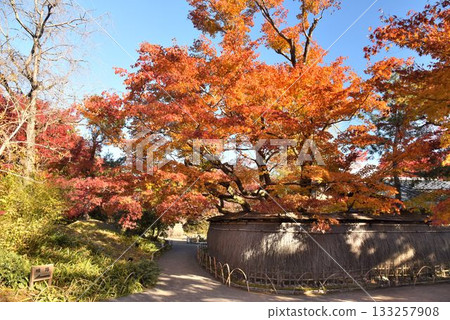 Kyoto's famous autumn foliage spot: Tenryuji Temple Hogonin 133257908