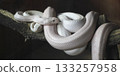 White snake for increased financial luck 133257958
