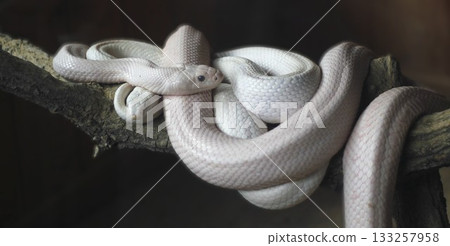 White snake for increased financial luck 133257958