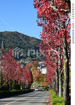 Katsurazaka: A street lined with maple trees and the rising dragon Katsurazaka: A street lined with maple trees and the rising dragon 133258214