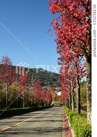 Katsurazaka: A street lined with maple trees and the rising dragon Katsurazaka: A street lined with maple trees and the rising dragon 133258216