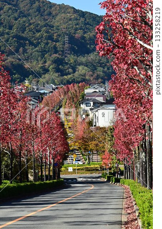 Katsurazaka: A street lined with maple trees and the rising dragon Katsurazaka: A street lined with maple trees and the rising dragon 133258219