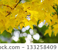 槭樹葉子上色了黃色 133258409