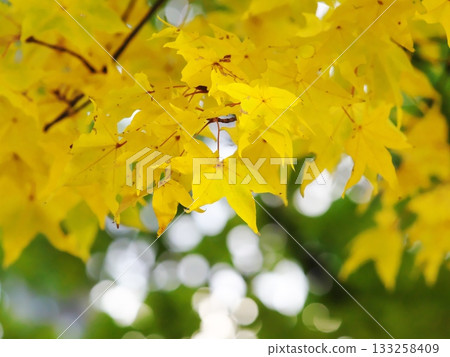 槭樹葉子上色了黃色 槭樹葉子上色了黃色 133258409