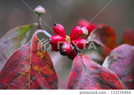Dogwood autumn leaves and red fruits 133258464