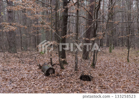 Autumn forest floor with fallen leaves and bare trees, Autumn forest floor with fallen leaves and bare trees, 133258523