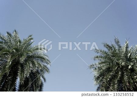 Organic real photo palm coconut greenery tree plant clear blue sky background copy space aesthetics Organic real photo palm coconut greenery tree plant clear blue sky background copy space aesthetics 133258552