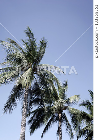 Real photo summer tropical palm coconut botanical wood neutral blue horizon background aesthetics Real photo summer tropical palm coconut botanical wood neutral blue horizon background aesthetics 133258553