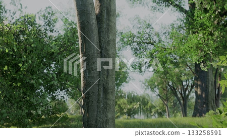 In a vibrant forest, two tall trees rise proudly amid lush greenery. The sunlight filters through the leaves, creating a serene and peaceful atmosphere, perfect for quiet reflection and nature walks. In a vibrant forest, two tall trees rise proudly amid lush greenery. The sunlight filters through the leaves, creating a serene and peaceful atmosphere, perfect for quiet reflection and nature walks. 133258591