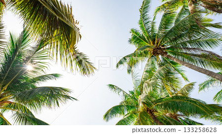 Bottom up view of coconut palm tree with lush green leaves against bright sunny sky at tropical paradise beach in summer, perfect for summer vacation holiday travel and tropical destination concept. 133258628