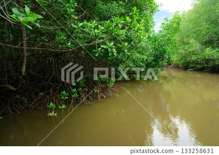 Green mangrove forest. Mangrove tree with root. Natural carbon sink fight climate change. Sustainability in carbon-neutral ecosystems. Green and sustainable environment. Natural carbon capture. 133258631