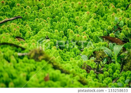 Sphagnum moss in swamp forest. Nature landscape. Green peat moss. Carbon sequestration. Moss conservation. Moss ecology. Peatland carbon storage. Sphagnum habitat. Reservoir of forest. Sustainability. 133258633