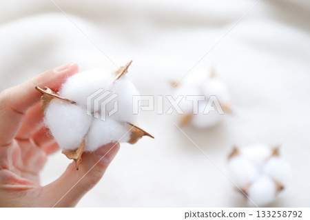 手拿著一朵棉花花 手拿著一朵棉花花 133258792