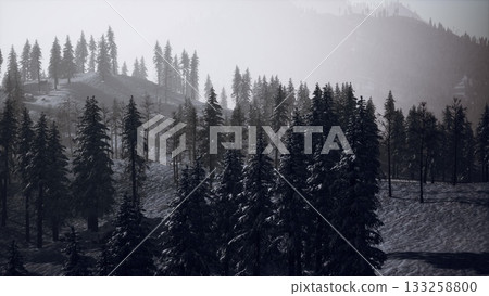 Snow covered hills rise in the distance, surrounded by dense rows of evergreen trees. The atmosphere is calm and serene, creating a peaceful winter scene. Snow covered hills rise in the distance, surrounded by dense rows of evergreen trees. The atmosphere is calm and serene, creating a peaceful winter scene. 133258800