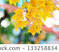 燦爛的黃葉 133258834