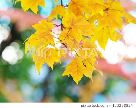 燦爛的黃葉 133258834