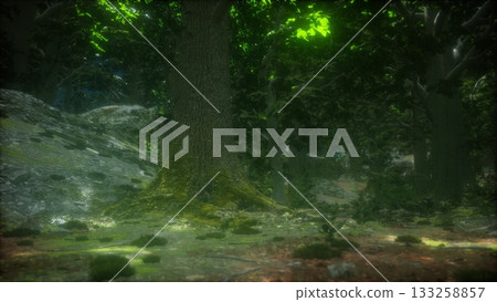 A serene forest showcases tall trees with lush leaves and rocky terrain. Soft light filters through the branches, creating a magical ambiance perfect for exploration and adventure. 133258857