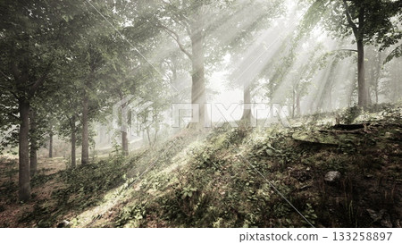 Morning light filters through tall trees in a serene forest. Soft beams illuminate the ground, creating a tranquil atmosphere filled with lush greenery and gentle shadows. Morning light filters through tall trees in a serene forest. Soft beams illuminate the ground, creating a tranquil atmosphere filled with lush greenery and gentle shadows. 133258897