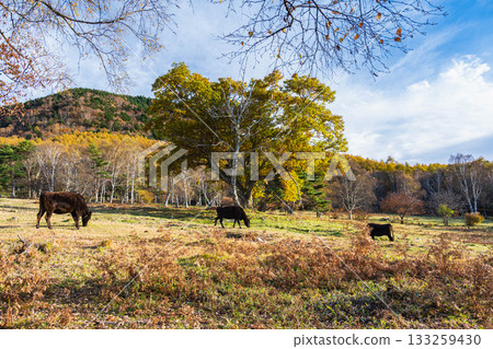 Cows and autumn leaves at Sanjo Ranch, Matsumoto City 133259430