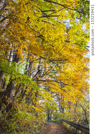 Yellow autumn leaves scenery Yellow autumn leaves scenery 133259431
