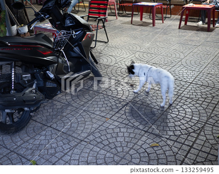 越南胡志明市 133259495