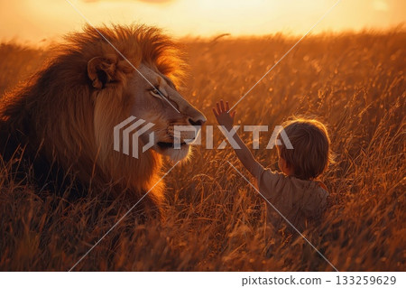 Child Reaches Out to Majestic Lion in Serenity of Golden Sunrise in Tall Grass Landscape 133259629