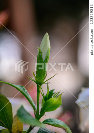 Hibiscus Flower Buds in Cyprus 133259818