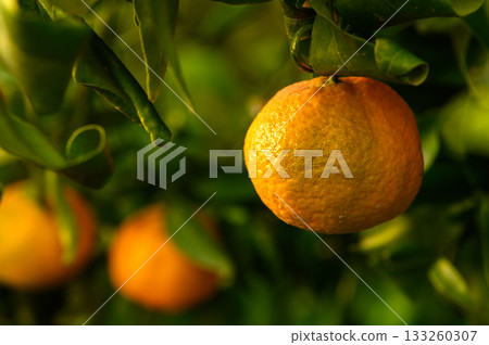 Ripe citrus fruits hang from vibrant green leaves in a sunlit orchard at harvest time 133260307