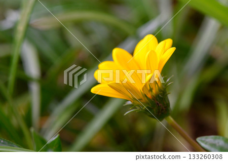 Bright yellow flower blooming in a lush green garden during a sunny afternoon 133260308