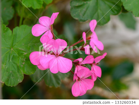 Vibrant pink geranium flowers bloom amidst lush green leaves in a sunlit garden setting 133260334