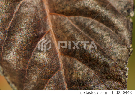 Nature reveals intricate details of a Weathered Leaf in a Softly Lit Forest Setting Nature reveals intricate details of a Weathered Leaf in a Softly Lit Forest Setting 133260448