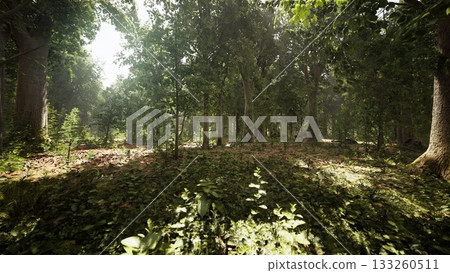 In a peaceful forest, sunlight streams down through towering trees, illuminating vibrant green foliage. A carpet of leaves and plants covers the forest floor, creating a calm atmosphere. 133260511
