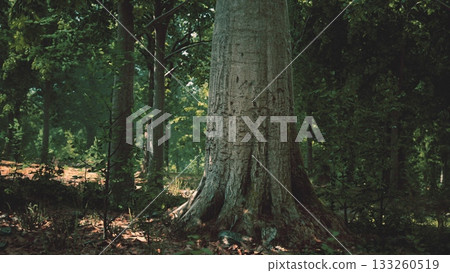 A grand tree stands tall in a serene forest, surrounded by lush greenery. Sunlight streams through the canopy, creating beautiful patterns on the ground. Nature thrives in this peaceful setting. 133260519