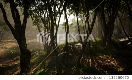 Morning light dances on leaves as trees stand tall in a peaceful forest. A gentle stream flows nearby, surrounded by soft grass and rocks, creating a serene nature scene. 133260670
