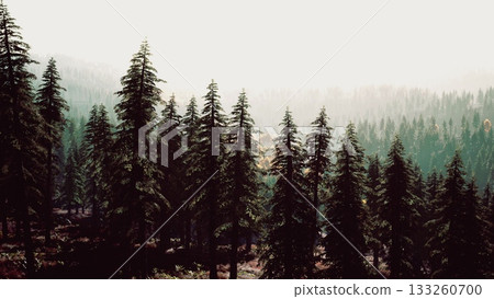Tall evergreen trees stand gracefully in the forest, surrounded by a soft mist as the first light of dawn shines through. Nature awakens quietly in this serene setting. 133260700