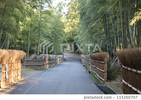 Scenery with bamboo grove Scenery with bamboo grove 133260707