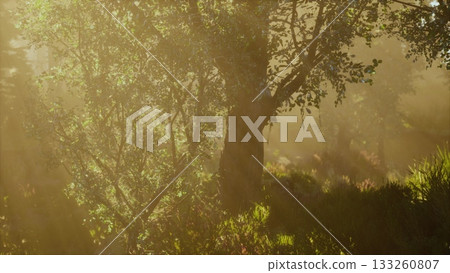 Golden light streams through lush trees in a serene forest setting at dawn. Nature awakens as soft rays illuminate vibrant foliage, creating a peaceful and enchanting environment. Golden light streams through lush trees in a serene forest setting at dawn. Nature awakens as soft rays illuminate vibrant foliage, creating a peaceful and enchanting environment. 133260807
