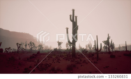 In this serene desert scene, tall cacti stand silhouetted as the sun sets, casting long shadows on the sandy ground. The hues of pink and orange create a calming atmosphere as dusk approaches. In this serene desert scene, tall cacti stand silhouetted as the sun sets, casting long shadows on the sandy ground. The hues of pink and orange create a calming atmosphere as dusk approaches. 133260831