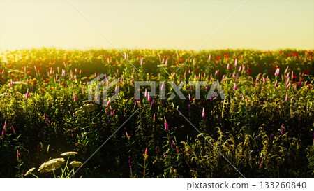 Vibrant wildflowers fill a lush meadow as the sun sets, casting a warm glow over the landscape. The scene captures the beauty of nature, inviting peaceful reflection. Vibrant wildflowers fill a lush meadow as the sun sets, casting a warm glow over the landscape. The scene captures the beauty of nature, inviting peaceful reflection. 133260840